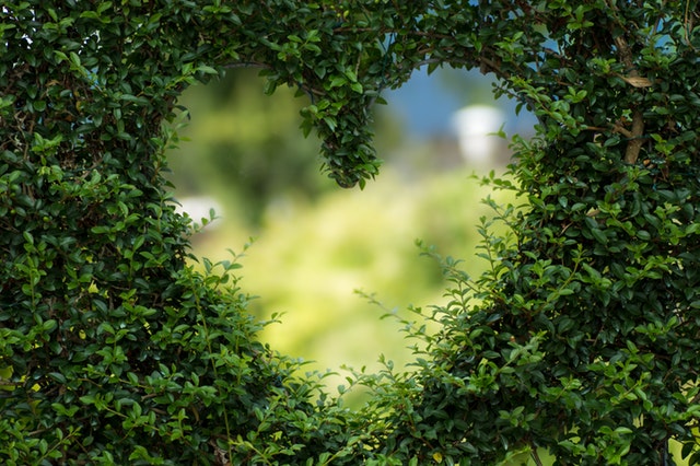 zelené srdce – díra v živém plotu